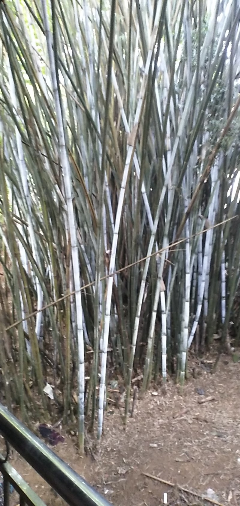 广西灵山粉单竹成高竹，爬山竹，楠竹，长期有货。长期有货