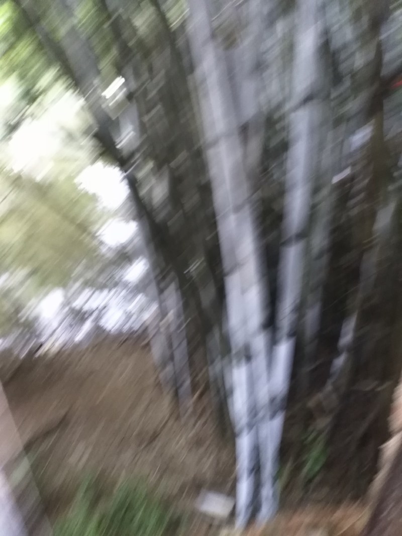 广西灵山粉单竹成高竹，爬山竹，楠竹，长期有货。长期有货