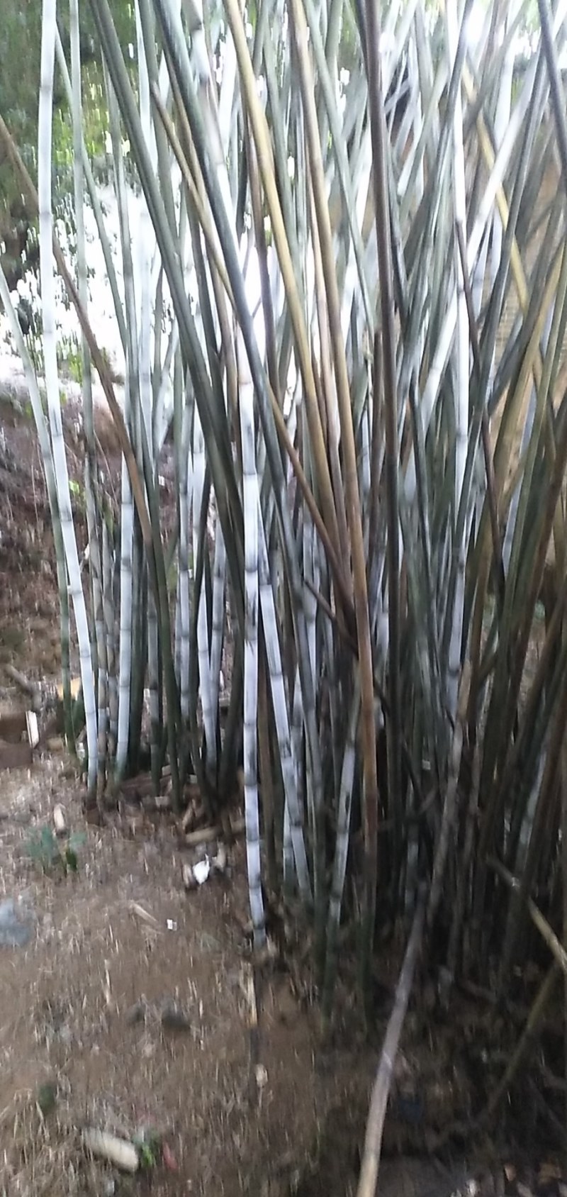 广西灵山粉单竹成高竹，爬山竹，楠竹，长期有货。长期有货