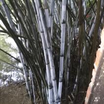 广西灵山粉单竹成高竹，爬山竹，楠竹，长期有货。长期有货