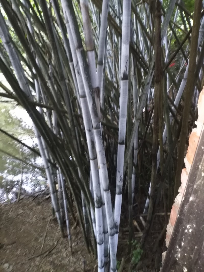 广西灵山粉单竹成高竹，爬山竹，楠竹，长期有货。长期有货