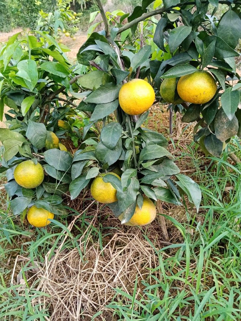 爱媛38号柑橘苗，爱媛46号柑橘苗可视频挖苗