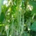 芸豆春秋供应欢迎光临