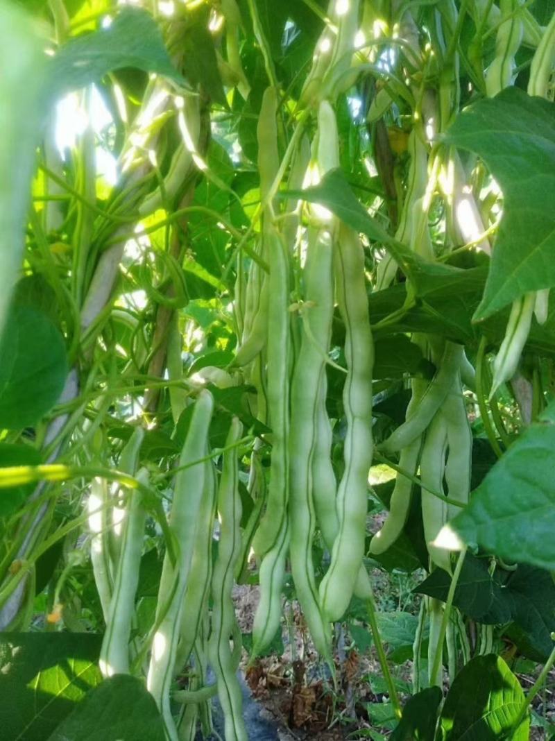 芸豆春秋供应欢迎光临