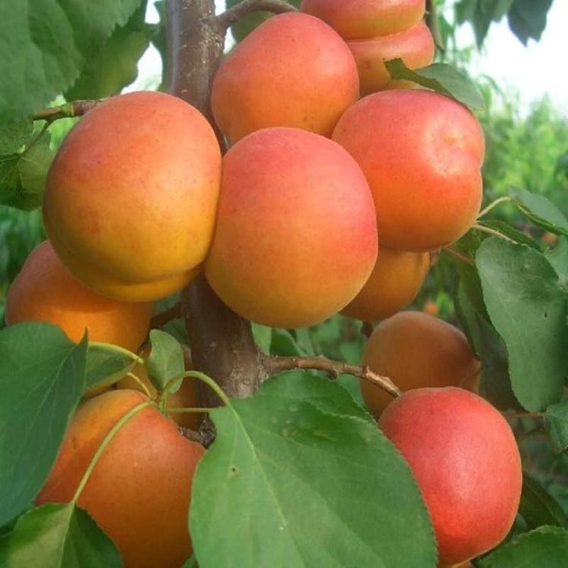 杏树苗新品种基地直发现起现卖品种多质量好价格低