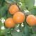 杏树苗新品种基地直发现起现卖品种多质量好价格低