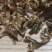 2020年，凤庆春茶，老工艺凤庆红茶金芽红茶蜜糖香