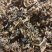 2020年，凤庆春茶，老工艺凤庆红茶金芽红茶蜜糖香