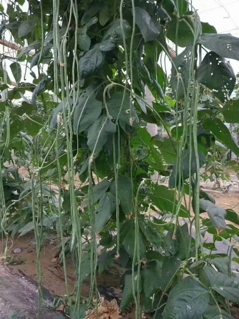 长豆角夏天秋天大量供应