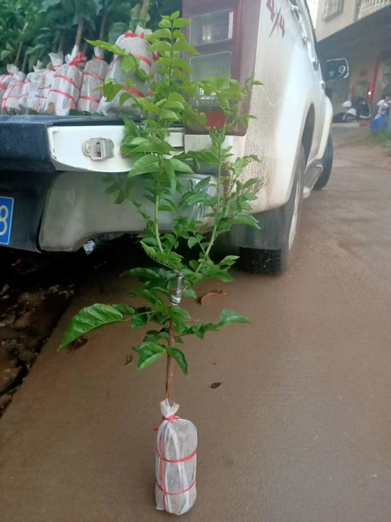 包邮正品【广西灵山无核，鸡心，黑黄皮】嫁接苗/直销