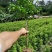 包邮正品【广西灵山无核,鸡心,黑黄皮】嫁接苗/直销