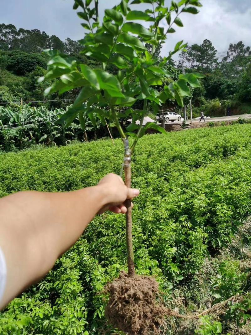包邮正品【广西灵山无核，鸡心，黑黄皮】嫁接苗/直销