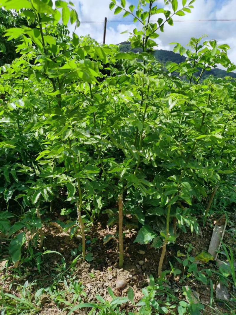 包邮正品【广西灵山无核，鸡心，黑黄皮】嫁接苗/直销