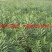 夹竹桃树苗盆栽绿化苗木庭院树苗净化空气绿植避蛇植物柳叶桃