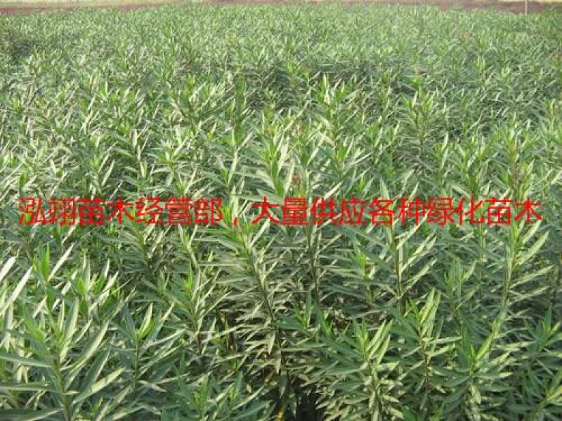 夹竹桃树苗盆栽绿化苗木庭院树苗净化空气绿植避蛇植物柳叶桃
