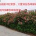 夹竹桃树苗盆栽绿化苗木庭院树苗净化空气绿植避蛇植物柳叶桃