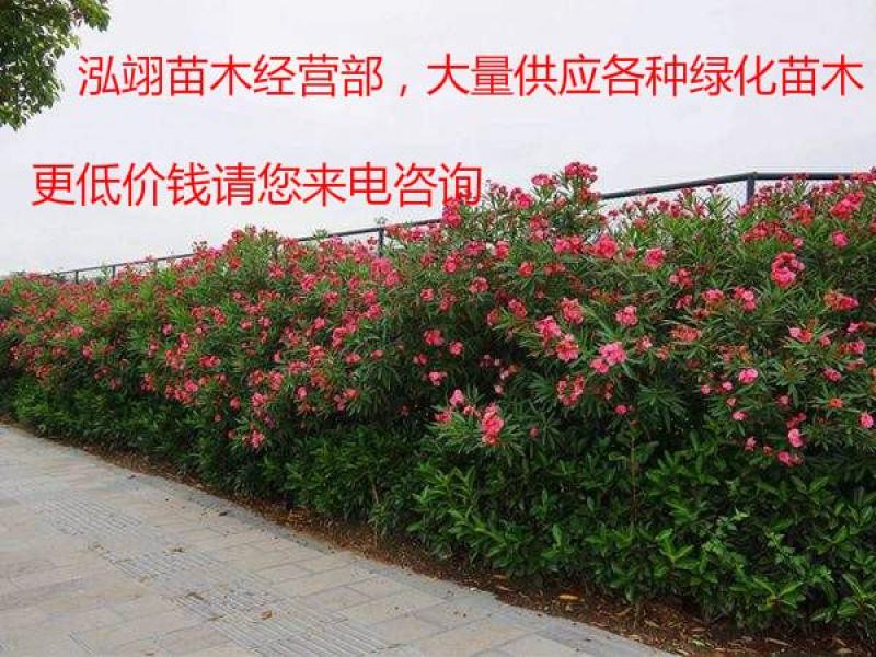 夹竹桃树苗盆栽绿化苗木庭院树苗净化空气绿植避蛇植物柳叶桃