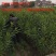 夹竹桃树苗盆栽绿化苗木庭院树苗净化空气绿植避蛇植物柳叶桃