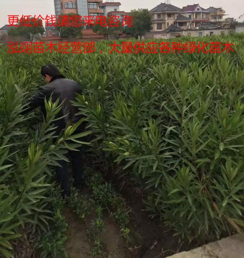 夹竹桃树苗盆栽绿化苗木庭院树苗净化空气绿植避蛇植物柳叶桃