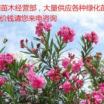 夹竹桃树苗盆栽绿化苗木庭院树苗净化空气绿植避蛇植物柳叶桃
