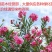 夹竹桃树苗盆栽绿化苗木庭院树苗净化空气绿植避蛇植物柳叶桃