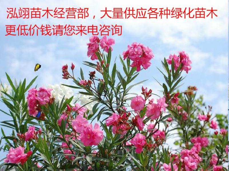 夹竹桃树苗盆栽绿化苗木庭院树苗净化空气绿植避蛇植物柳叶桃