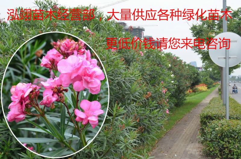 夹竹桃树苗盆栽绿化苗木庭院树苗净化空气绿植避蛇植物柳叶桃