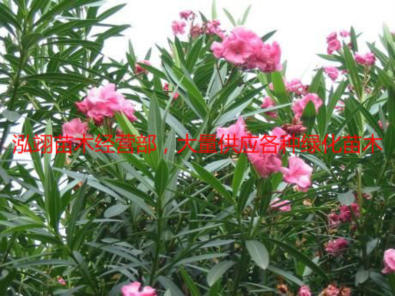 夹竹桃树苗盆栽绿化苗木庭院树苗净化空气绿植避蛇植物柳叶桃
