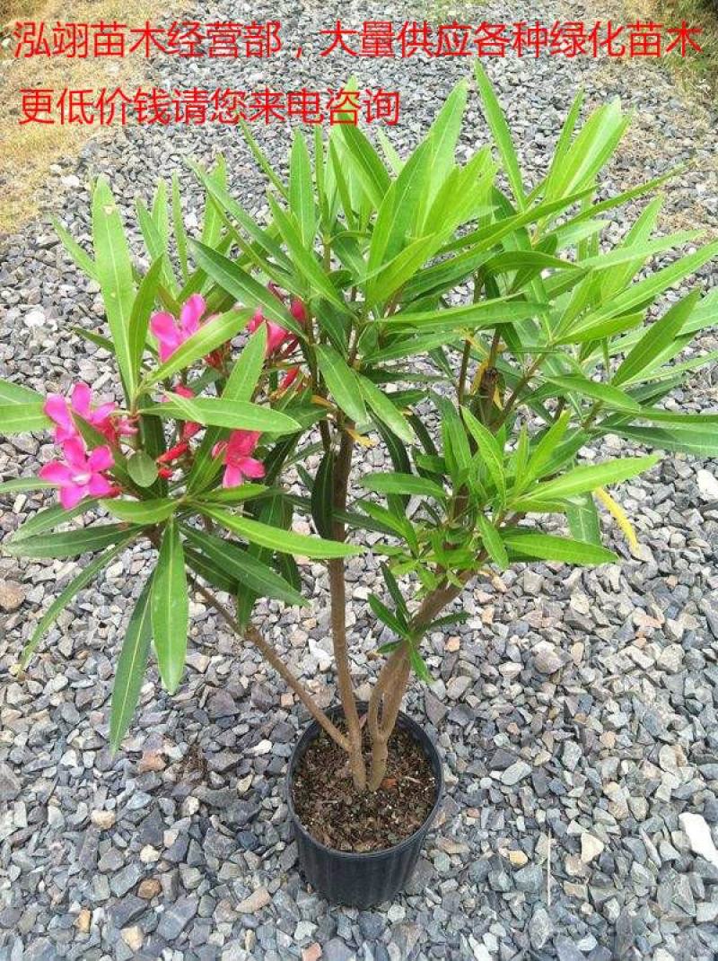 夹竹桃树苗盆栽绿化苗木庭院树苗净化空气绿植避蛇植物柳叶桃