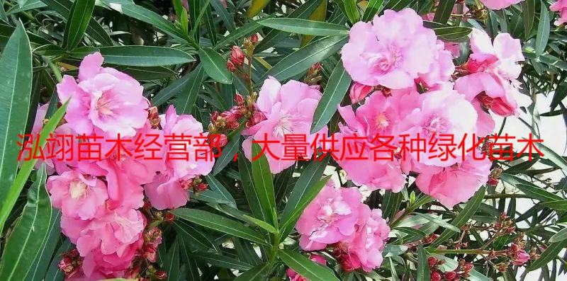 夹竹桃树苗盆栽绿化苗木庭院树苗净化空气绿植避蛇植物柳叶桃