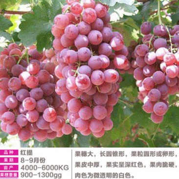 葡萄树苗盆栽南方北方种植美人指葡萄苗马奶葡萄苗当年结果