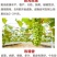 葡萄树苗盆栽南方北方种植美人指葡萄苗马奶葡萄苗当年结果