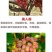 葡萄树苗盆栽南方北方种植美人指葡萄苗马奶葡萄苗当年结果