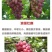 葡萄树苗盆栽南方北方种植美人指葡萄苗马奶葡萄苗当年结果