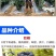 葡萄树苗盆栽南方北方种植美人指葡萄苗马奶葡萄苗当年结果