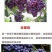 葡萄树苗盆栽南方北方种植美人指葡萄苗马奶葡萄苗当年结果