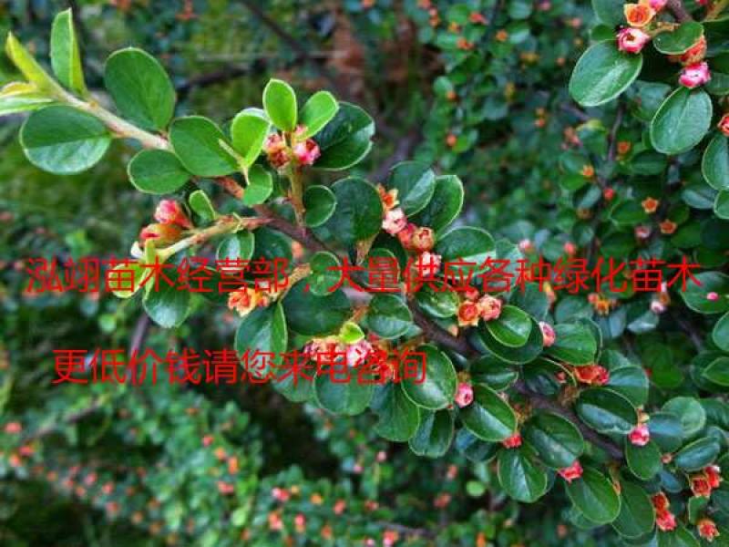 平枝荀子铺地蜈蚣小叶栒子平枝旬子苗盆景匍匐灌木工程