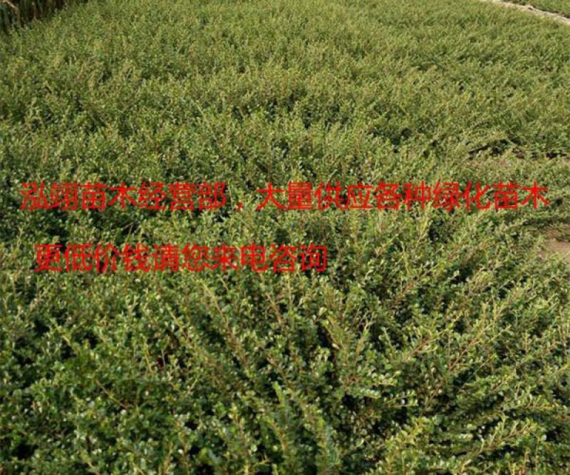 平枝荀子铺地蜈蚣小叶栒子平枝旬子苗盆景匍匐灌木工程