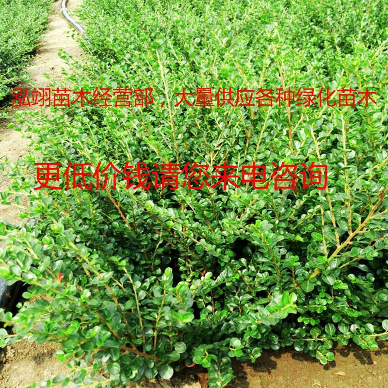 平枝荀子铺地蜈蚣小叶栒子平枝旬子苗盆景匍匐灌木工程