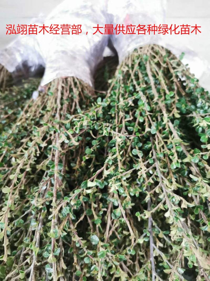 平枝荀子铺地蜈蚣小叶栒子平枝旬子苗盆景匍匐灌木工程