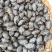 大量供应信宜油榄角干多种级别乌榄角农家自产咸香榄角干