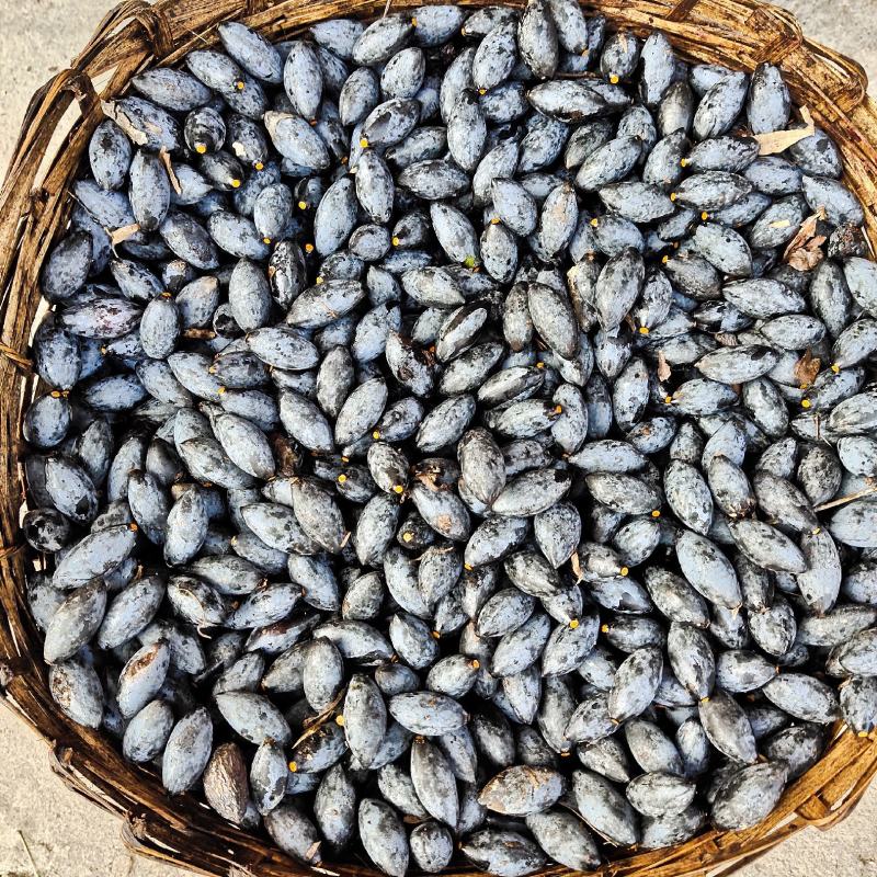 大量供应信宜油榄角干多种级别乌榄角农家自产咸香榄角干