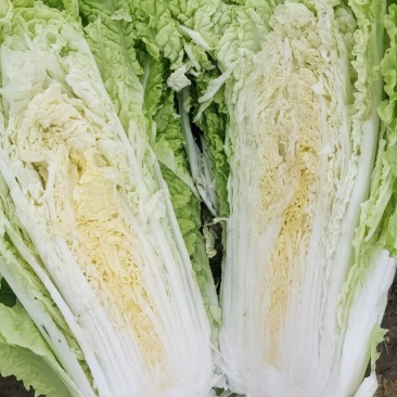 黄心大白菜，五斤往上，个个满心