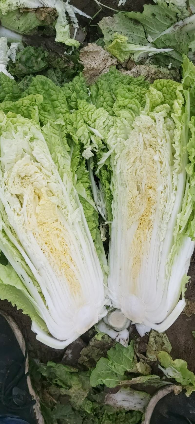 黄心大白菜，五斤往上，个个满心
