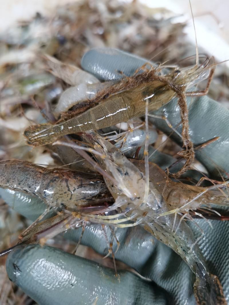 新活虾，小米虾2～3～4～7河虾，一件也是批发价
