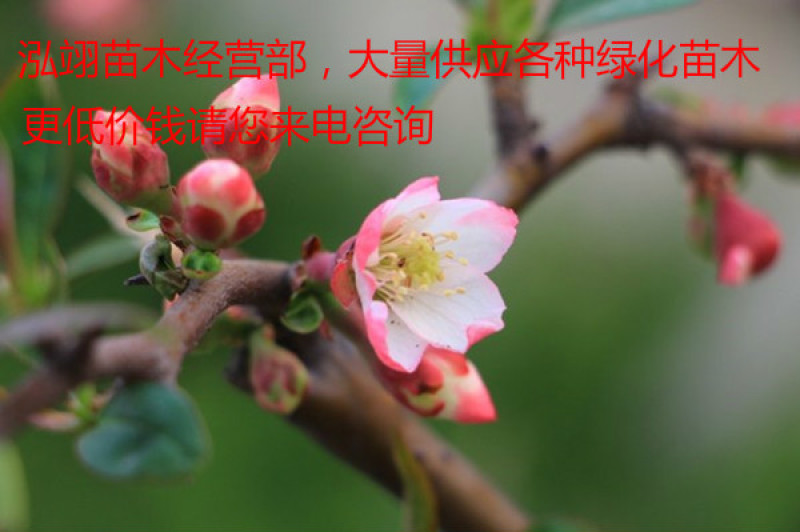 基地常年批发供应木瓜海棠，规格齐全、价格低、数量充足