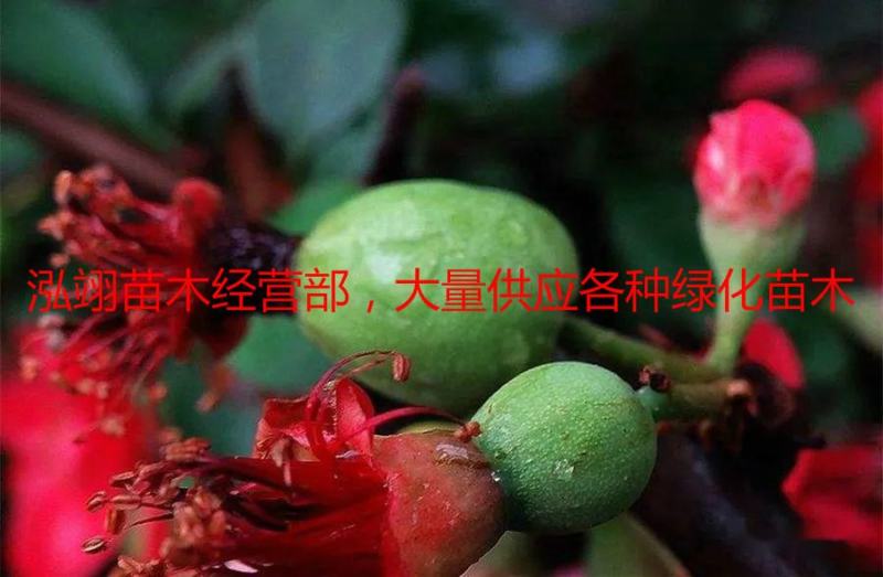 基地常年批发供应木瓜海棠，规格齐全、价格低、数量充足