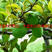 基地常年批发供应木瓜海棠，规格齐全、价格低、数量充足