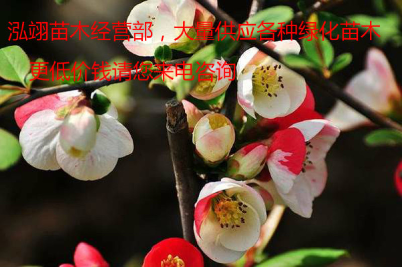 基地常年批发供应木瓜海棠，规格齐全、价格低、数量充足