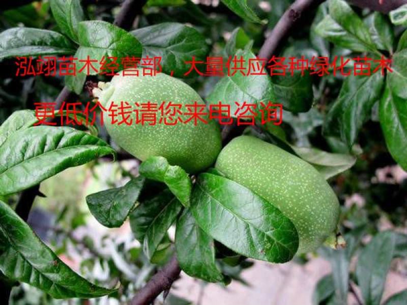 基地常年批发供应木瓜海棠，规格齐全、价格低、数量充足